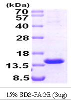 Human TCL1A