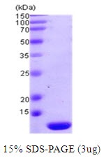 Human Thioredoxin-2 (TRX2)