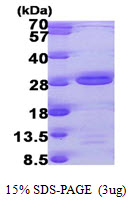Human TAF9