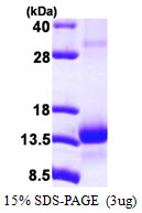 Human TCEB1