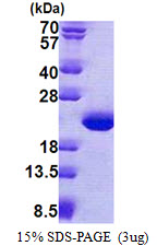 Human TPPP3