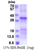 Human TGF-beta Receptor-associated Protein 1 (TRAP-1)
