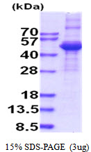 Human TGF-beta-3