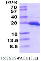 Human UCH-L1