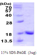 Human UBL4A