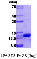 Human VEGF 121