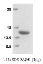 Human Synaptobrevin-2