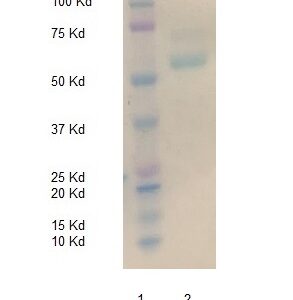 Biotinylated Human Myeloperoxidase (MPO)