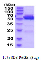 Mouse ALDH2