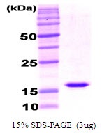 Mouse Adiponectin (gACRP30)