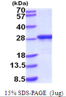 Mouse Apolipoprotein A-I (Apo-A1)