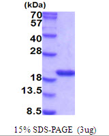 Mouse Cyclophilin A