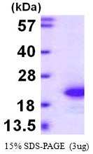 Mouse Fibroblast Growth Factor 1 (FGF-1)