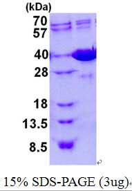 Mouse Galectin-4 (Gal-4)