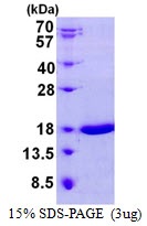 Mouse Galectin-7  (Gal-7)