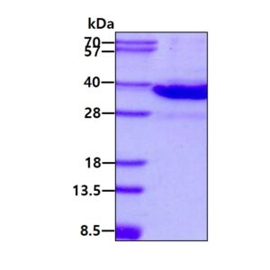 Mouse Galectin-8 (Gal-8)