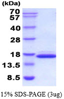 Mouse Galectin-2 (Gal-2)