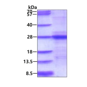 Mouse Interleukin-6 (IL-6)
