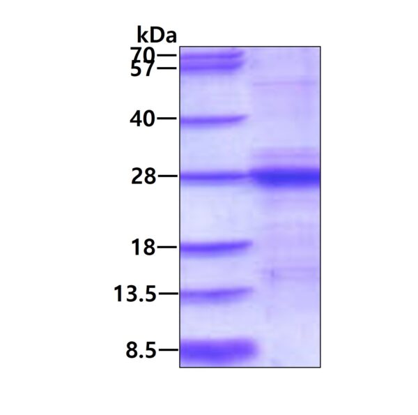 Mouse Interleukin-6 (IL-6)