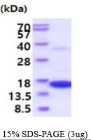 Mouse Interferon gamma