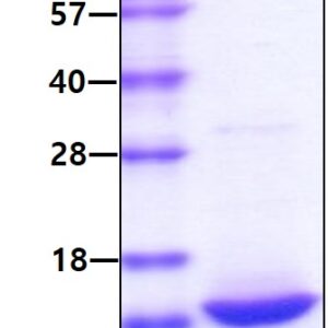 Mouse Leptin