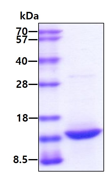 Mouse Leptin