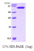 Mouse Nucleobindin-2 (NUCB2)