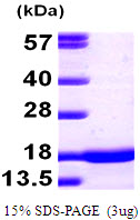 Mouse alpha-Synuclein