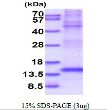 Mouse TGF-beta-1