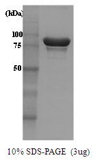 S. cerevisiae  Heat Shock Protein 104 (HSP104; Amino Acids 1-908)