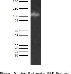 Human ADAMTS13 AssayMax ELISA Kit