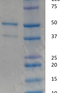 Biotinylated Human Complement C1q