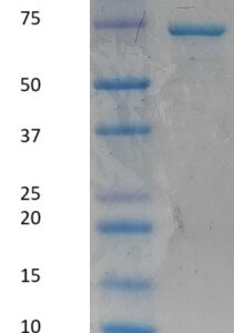 Biotinylated Human Complement C1s Enzyme