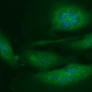 Human Calmodulin 2 Antibody (FITC Conjugate)