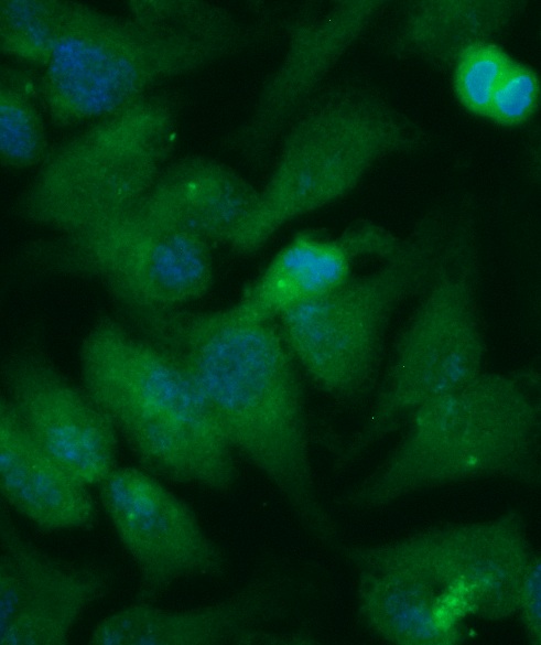 Human Geminin Antibody (FITC Conjugate) - Image 2