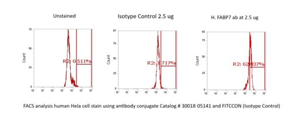 Human FABP7 Antibody (FITC Conjugate)