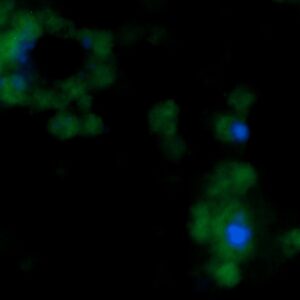 Human FGF-12 Antibody (FITC Conjugate)
