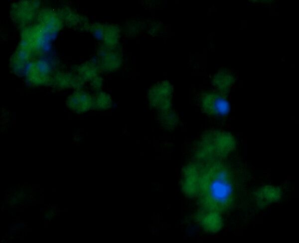Human FGF-12 Antibody (FITC Conjugate)