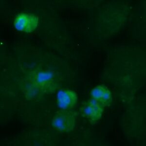 Human EIF1B Antibody (FITC Conjugate)
