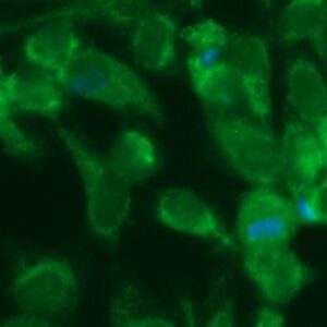 Human Fumarate Hydratase Antibody (FITC Conjugate)