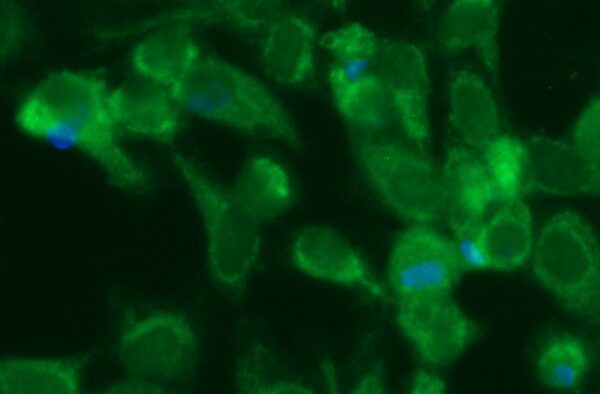 Human Fumarate Hydratase Antibody (FITC Conjugate)