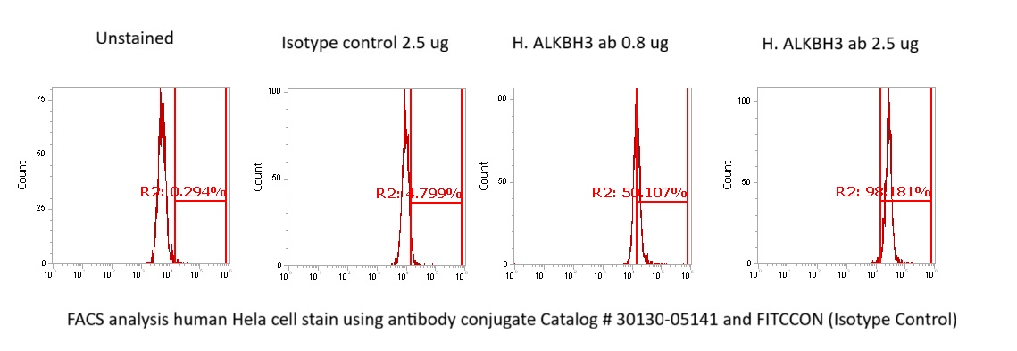 Human ALKBH3 Antibody (FITC Conjugate) - Image 2
