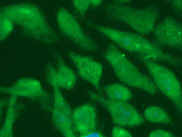 Human Growth Differentiation Factor 10 (GDF-10) Antibody (FITC Conjugate) - Image 2