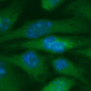 Human ADP-ribosylation Factor-like Protein 2-Binding Protein (ARL2BP) Antibody (FITC Conjugate)