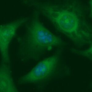 Human GRP-78 Antibody (FITC Conjugate)