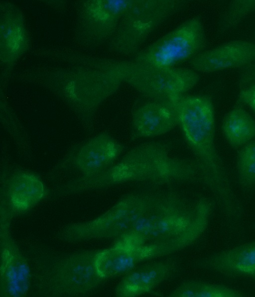 Human Guanase (GDA) Antibody (FITC Conjugate) - Image 2