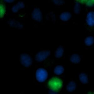 Human Eosinophil Peroxidase (EPO) AssayLite Antibody (FITC Conjugate)
