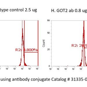 Human Aspartate Aminotransferase -Mitochondrial (GOT2) Antibody (FITC Conjugate)