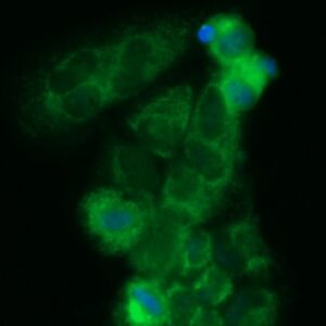 Human ECHS1 Antibody (FITC Conjugate)