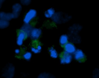 Human Enolase 1 AssayLite Antibody (FITC Conjugate)